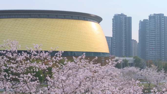 杭州 运河体育公园 樱花