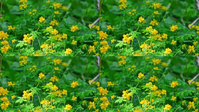 春天小溪边阳光树荫下盛开的一片黄色野花