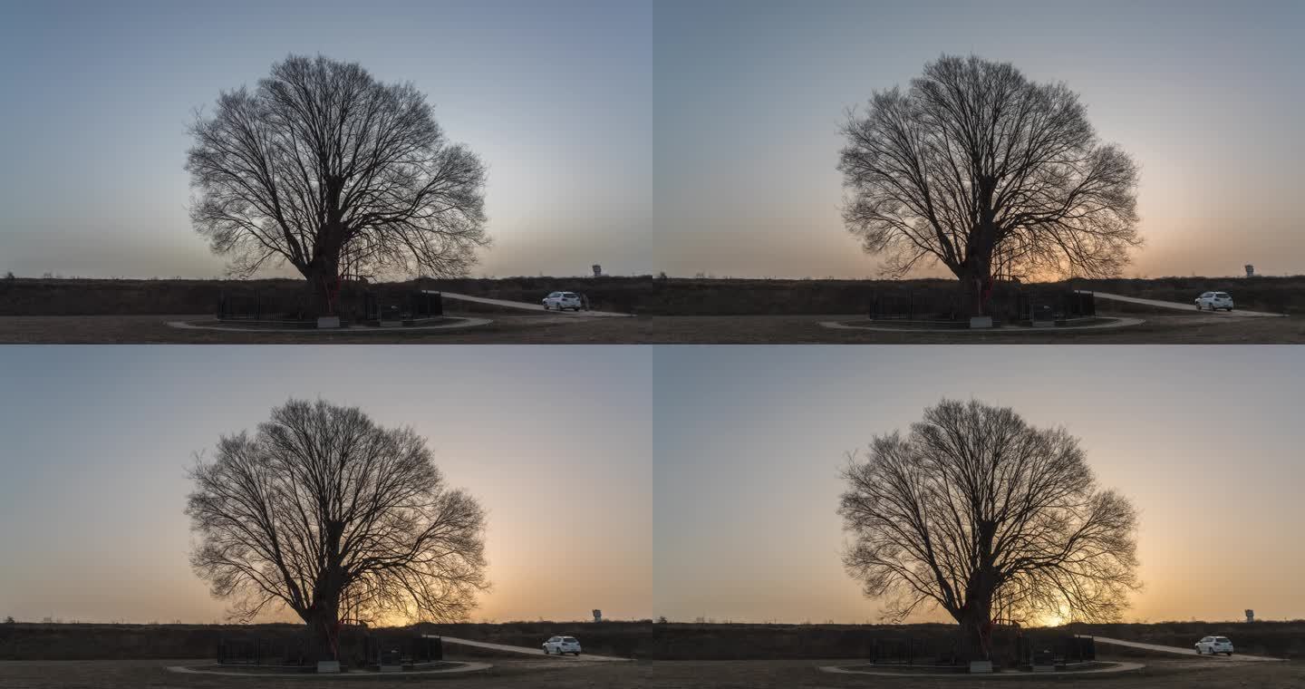 咸阳永寿千年榆树日出升起延时摄影