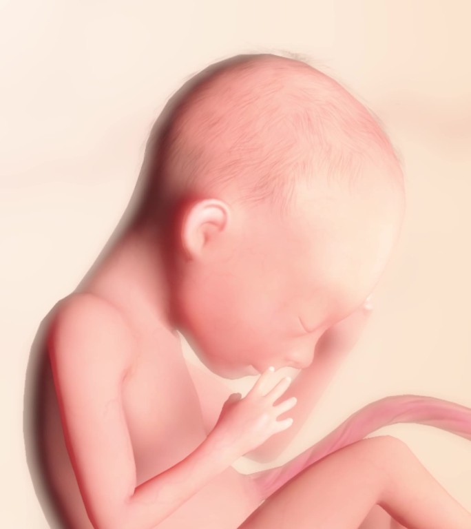 胚胎发育过程15周胎动骨骼发育头部发育