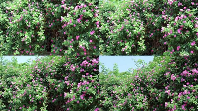 春天夏天鲜花花墙风景