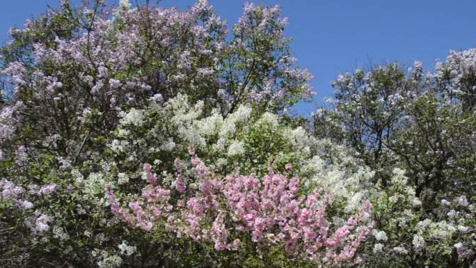 空镜阳光下白色紫色的丁香花