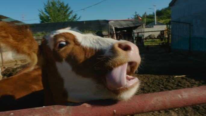 农村养牛户的工作日常和简朴的家系列镜头
