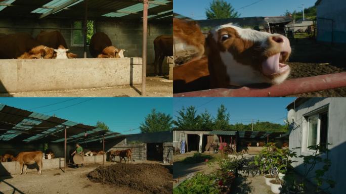 农村养牛户的工作日常和简朴的家系列镜头