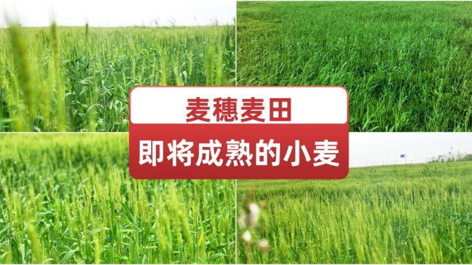 麦穗麦田即将成熟的小麦 绿色农业