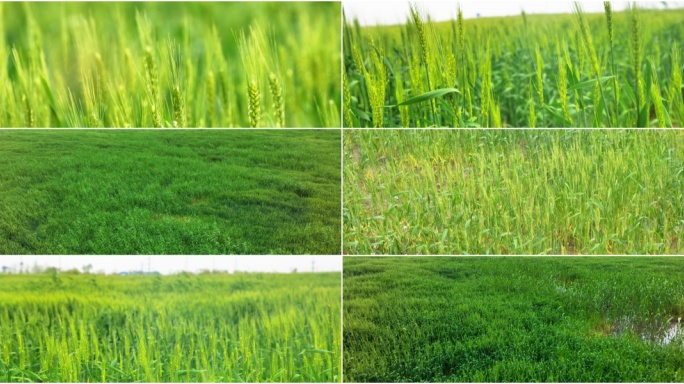 麦穗麦田即将成熟的小麦 绿色农业