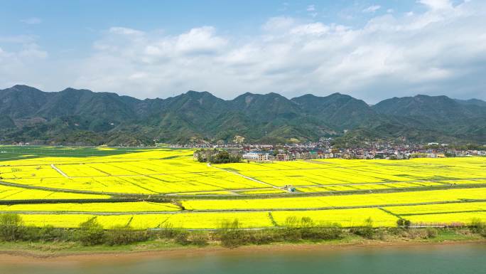 春季油菜花航拍延时