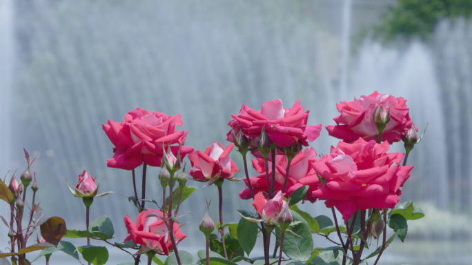 4k-花园鲜花盛开月季花开生态公园美景