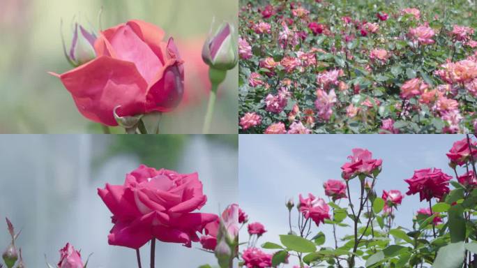 4k-花园鲜花盛开月季花开生态公园美景