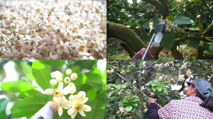 柚子点花 摇花 沙田柚点花 香柚点花