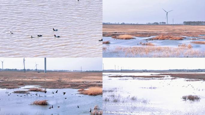 湿地里的鸟群