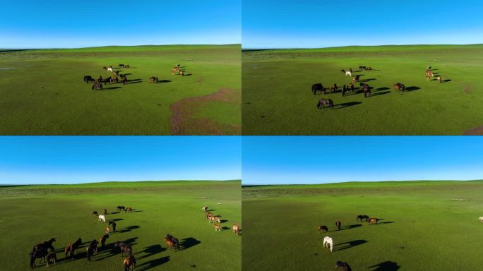 航拍草原动物马内蒙古大红山动态绿水蓝天