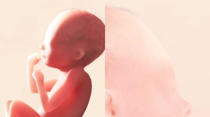 胚胎发育过程16周胎心脂肪形成胎粪形成