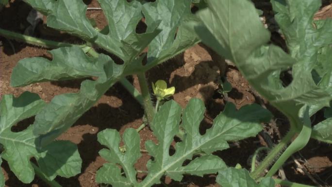 丘林种瓜 林下种西瓜 花期 花蕾 雄花