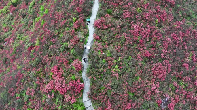 杜鹃花红-火红的龙泉山（5K)