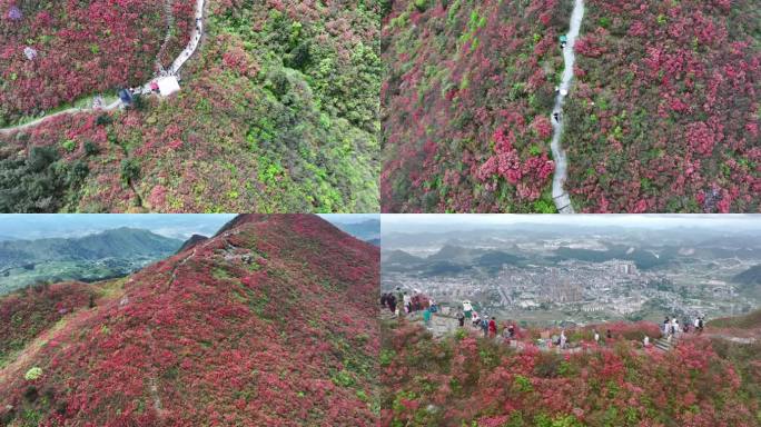 杜鹃花红-火红的龙泉山（5K)