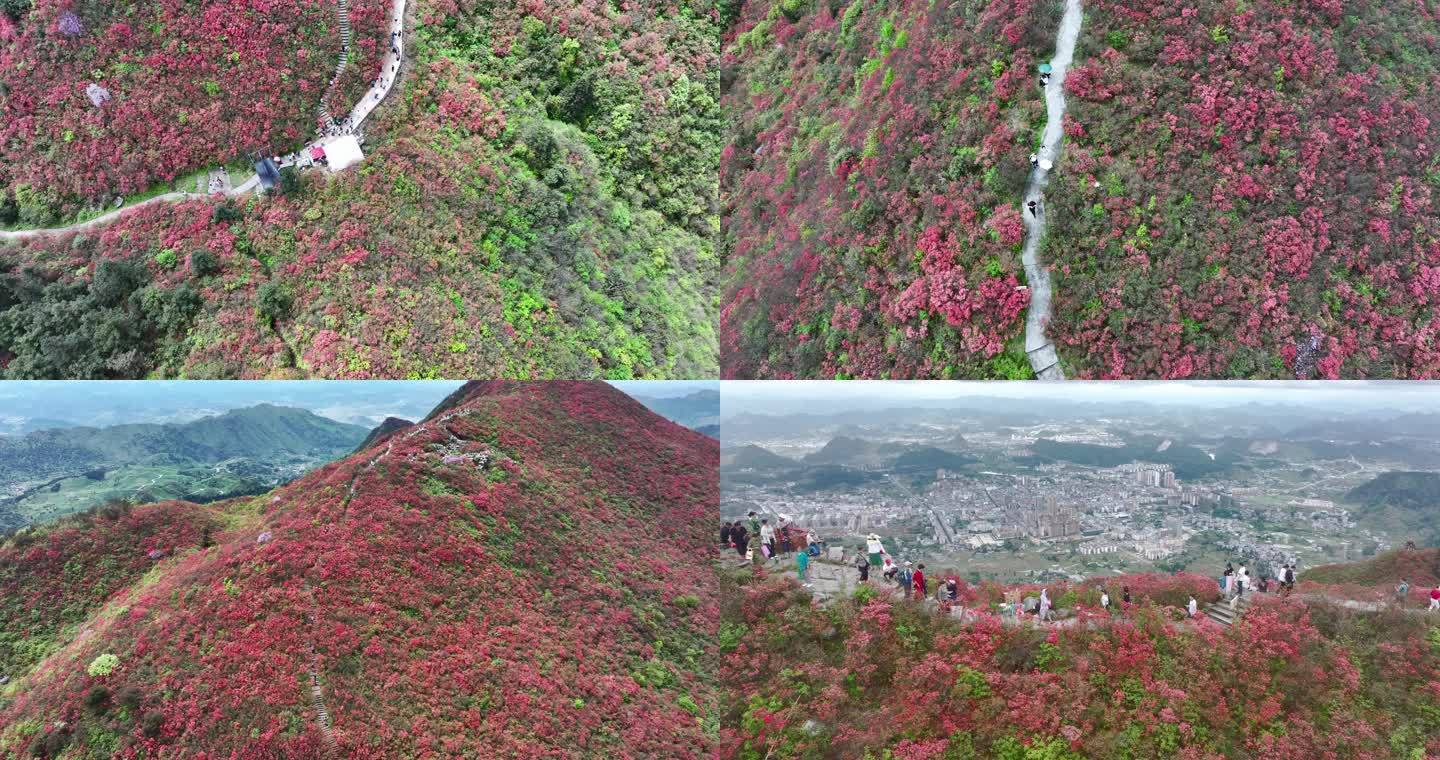 杜鹃花红-火红的龙泉山（5K)