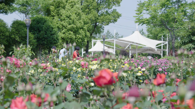 4k-花园游玩公园湿地公园散步美好生活