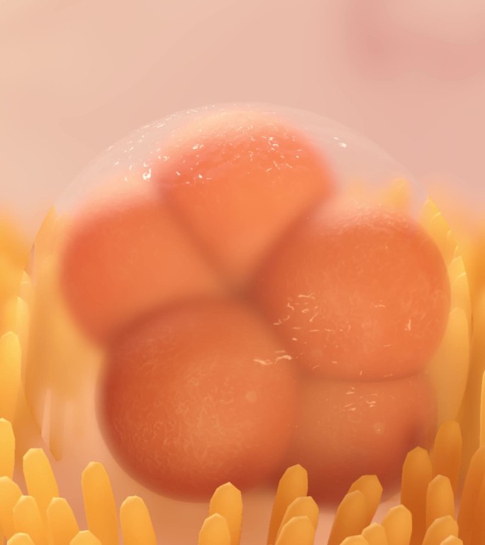 受孕受精2周桑椹胚精子卵子妊娠期怀孕过程