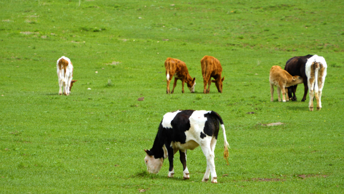 新疆天山牧场奶牛