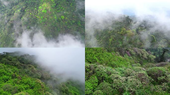 云雾森林杜鹃花开大云雾森林树林自然空镜