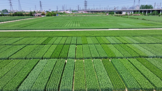 航拍春天绿色小麦田高标准农田