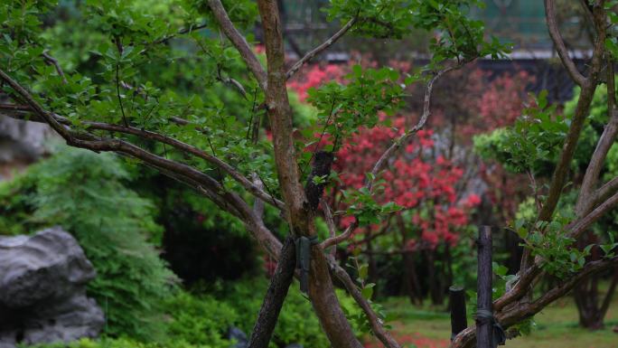 春意怏然  春雨  枝芽嫩叶