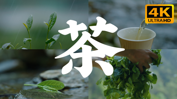 4k茶叶茶芽下雨鲜叶摊晾制茶工艺泡茶文化