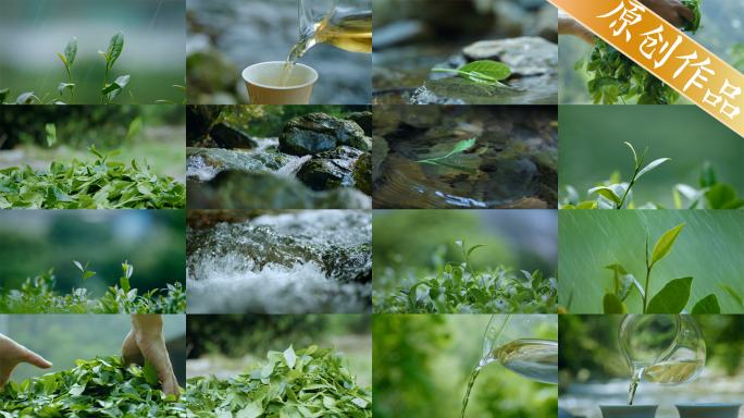 4k茶叶茶芽下雨鲜叶摊晾制茶工艺泡茶文化