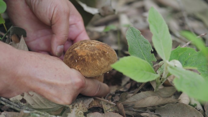 云南采摘美味牛肝菌野生菌子镜头素材