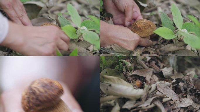 云南采摘美味牛肝菌野生菌子镜头素材