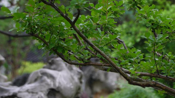 春意怏然  春雨  枝芽嫩叶