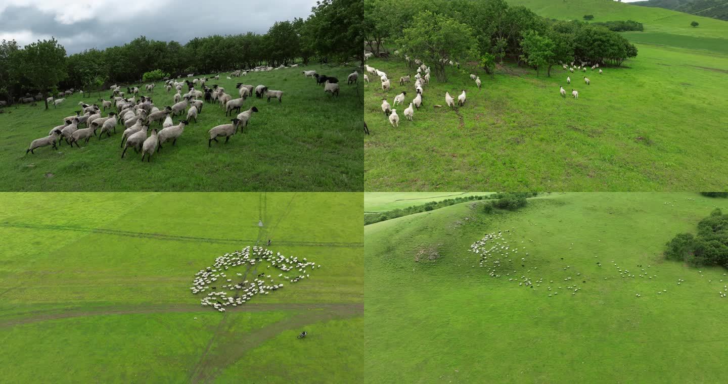 草原羊群奔跑航拍合集 4k