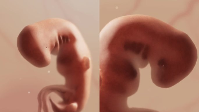 胚胎发育过程6周胎心妊娠早期大脑发育