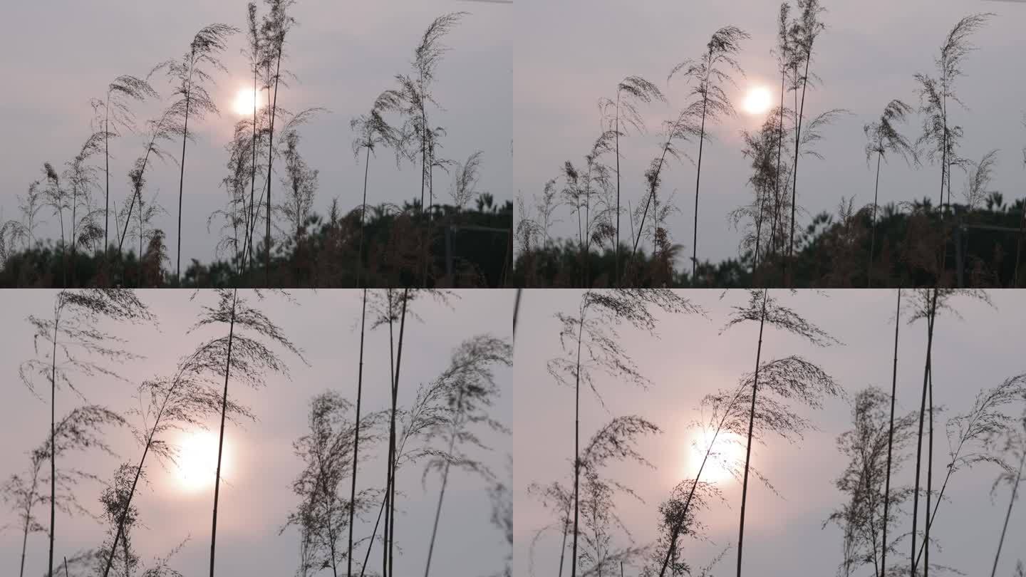 干芦苇 氛围感 荒凉 落日 黄昏