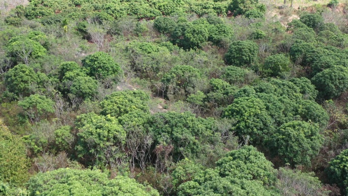 4K-Log-航拍三亚丹海实业黄花梨基地