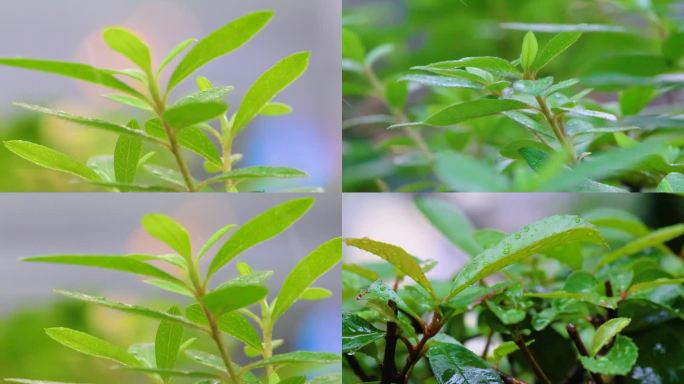 城市下暴雨下雨天雨水雨滴植物树叶子草木雨