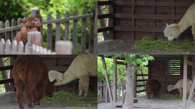 4k-动物园羊驼宠物乐园农场动物