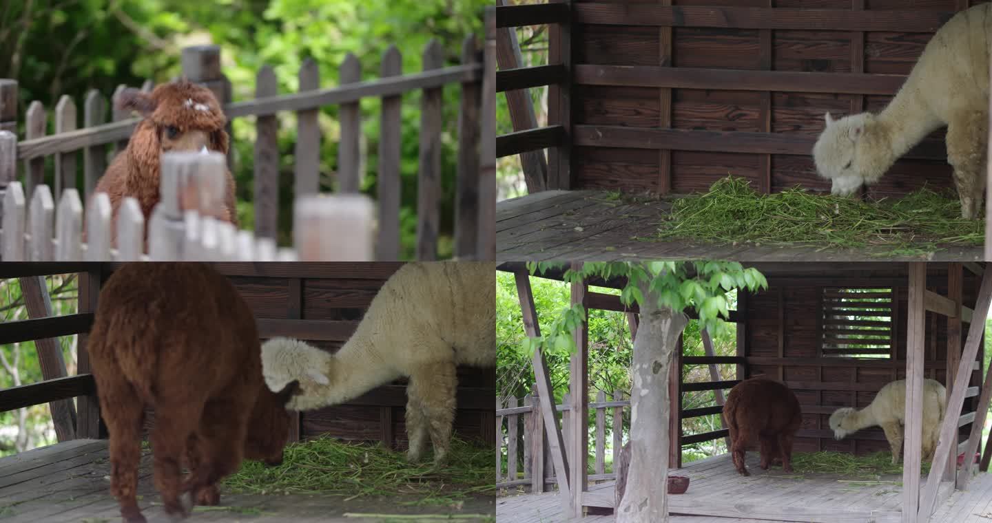 4k-动物园羊驼宠物乐园农场动物