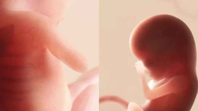 胚胎发育过程11周胎心妊娠早期胎儿心跳