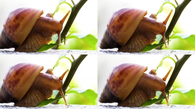 可爱治愈的蜗牛微观软体动物进食树叶