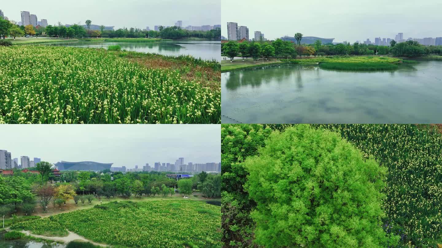 锦城湖春季花海-4k