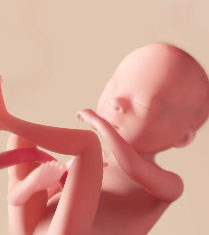 胚胎发育过程20周生殖器官胎动头发生长