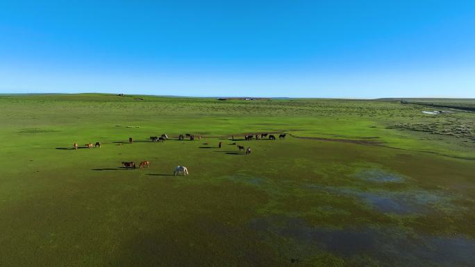 航拍草原动物马内蒙古大红山动态绿水蓝天