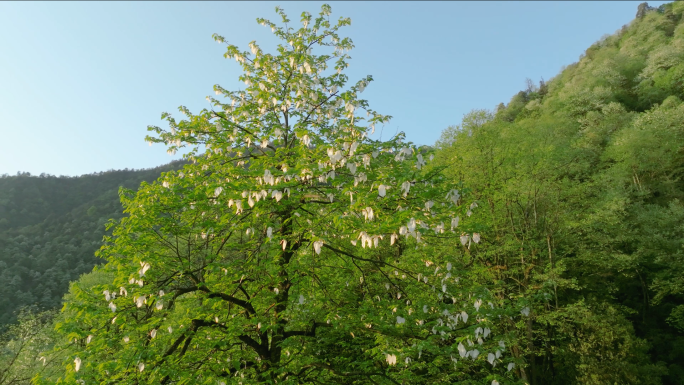 珍稀植物珙桐树开花鸽子花鸽子树航拍