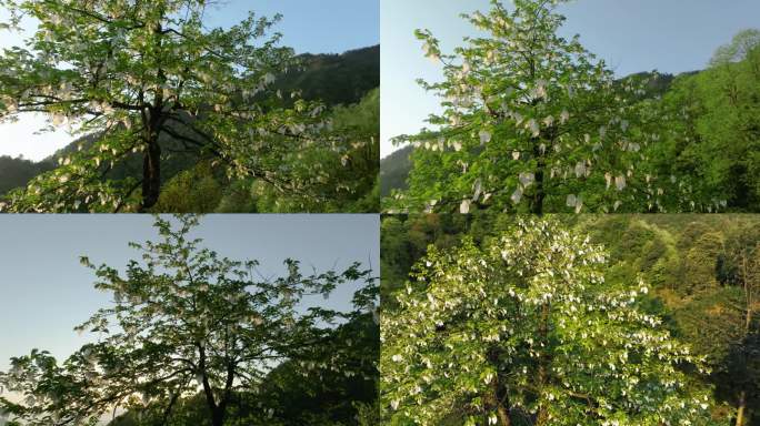 珍稀植物珙桐树开花鸽子花鸽子树航拍