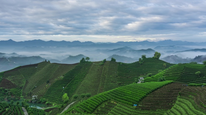 8K茶山茶园云雾延时