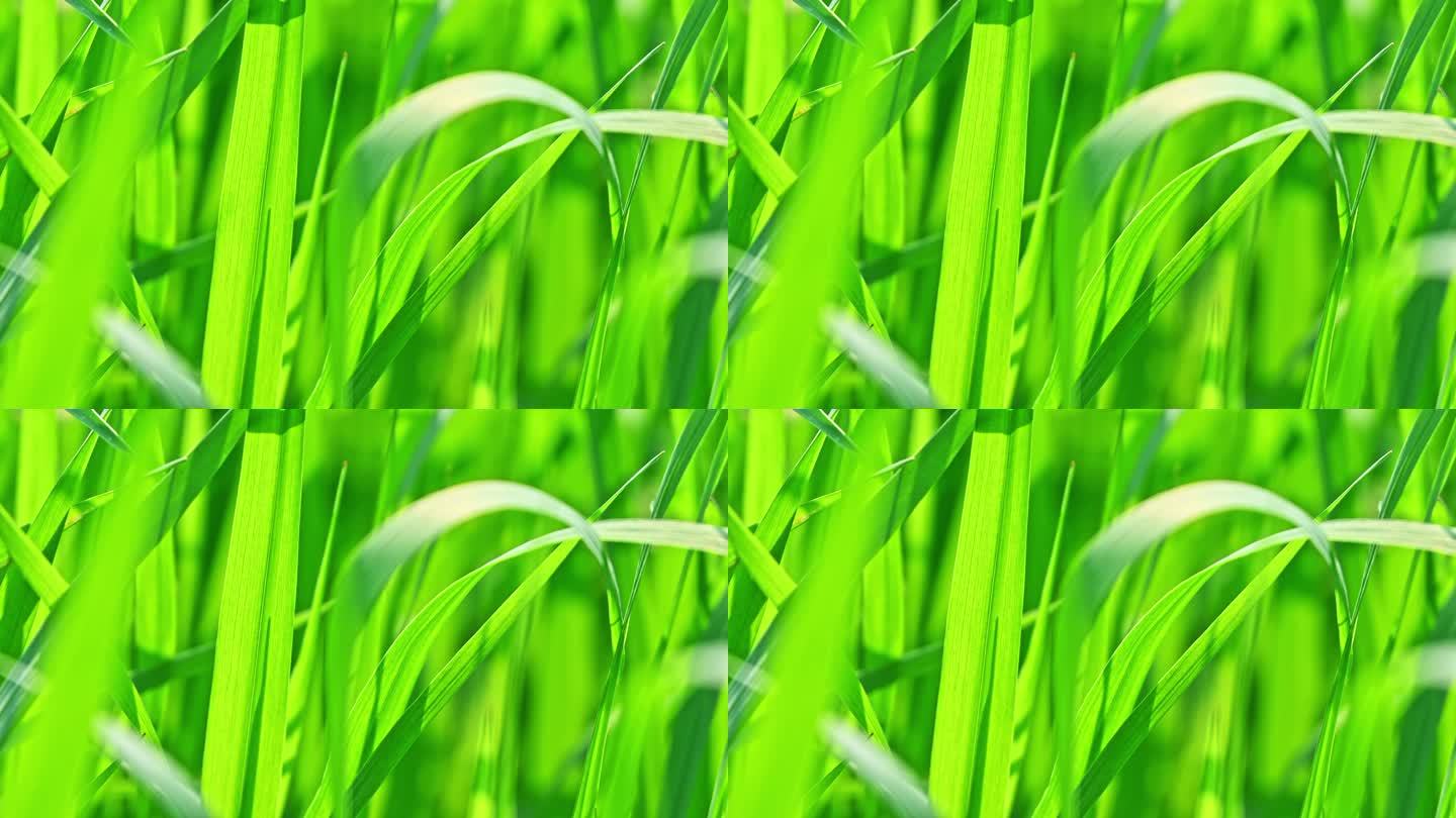 春天阳光下风吹动生长的绿色清新小草特写