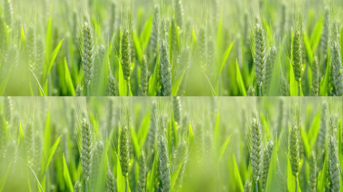 绿色小麦麦穗小满芒种时节