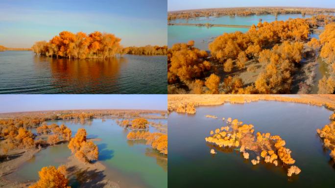 【4K合集】世界最大胡杨林/新疆胡杨